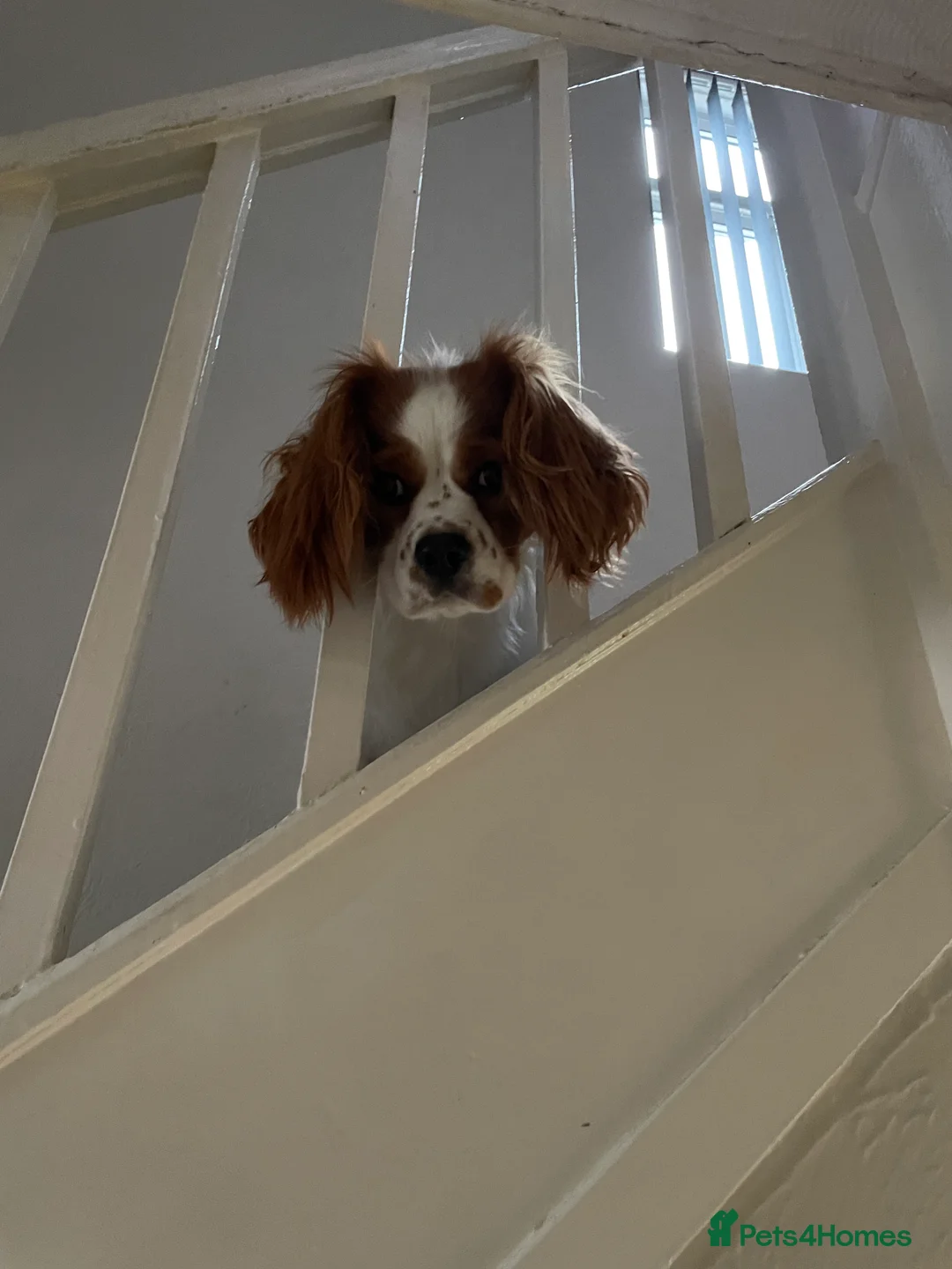Cavalier King Charles Spaniel dogs for sale: Male Cavalier King Charles 4 years old  - Advert 7