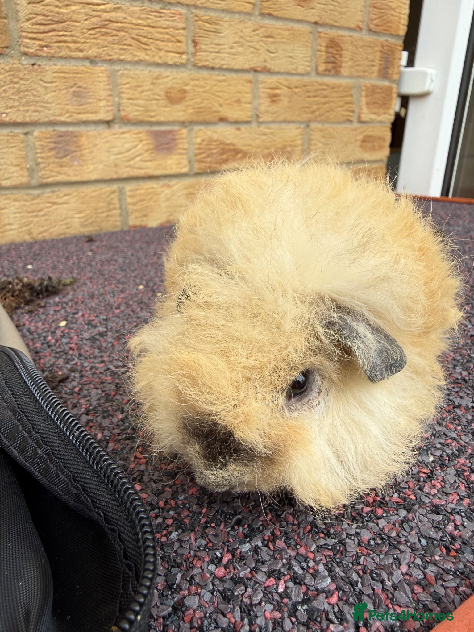 Guinea Pig rodents Texel Guinea Pigs Last 2 Sows and Last Boars - Advert 2