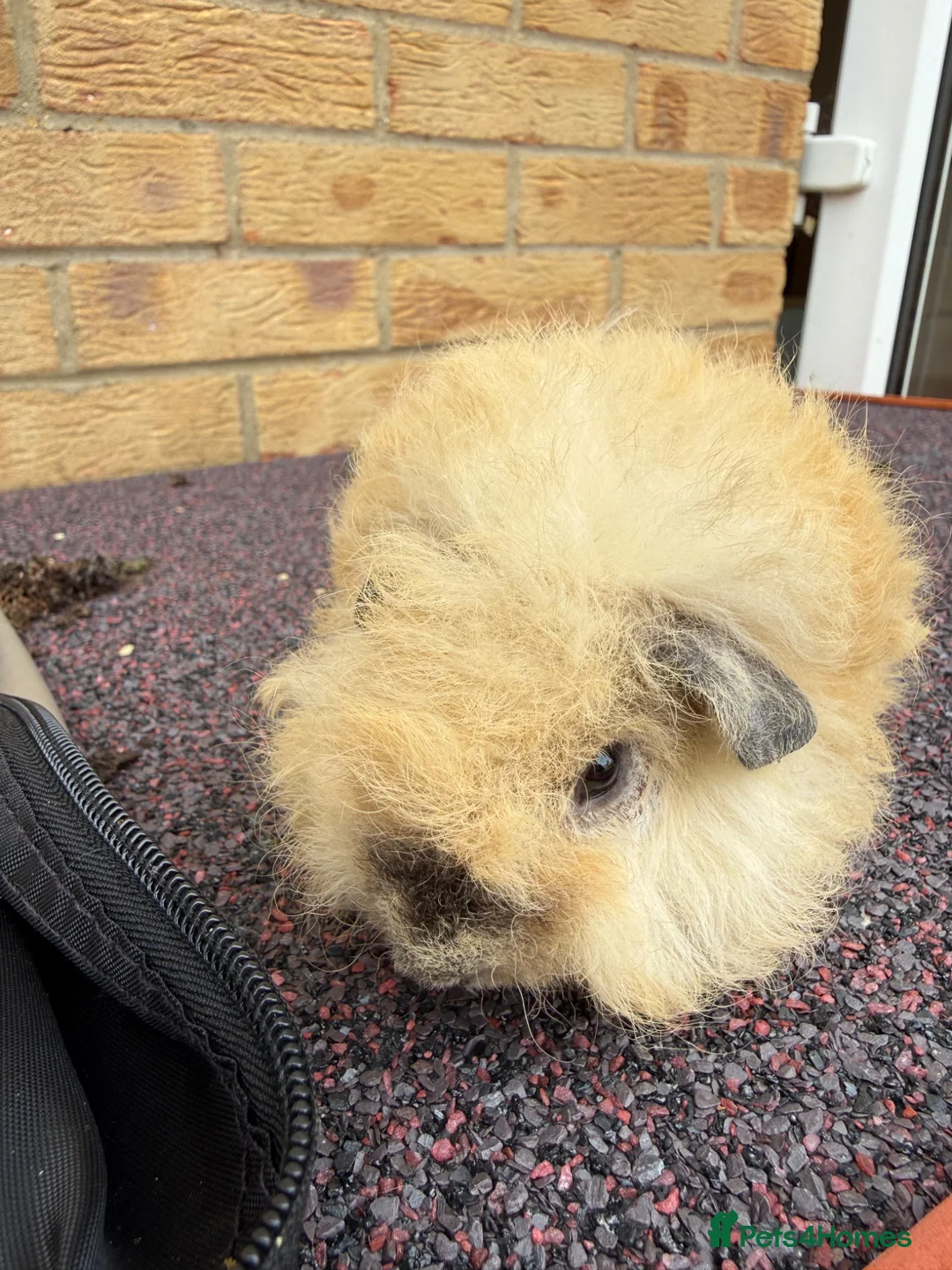 Guinea Pig rodents for sale: Texel Guinea Pigs Last 2 Sows and Last Boars - Advert 2