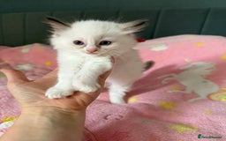 Ragdoll cats for sale: Gorgeous Ragdoll type Kitten - Image 4