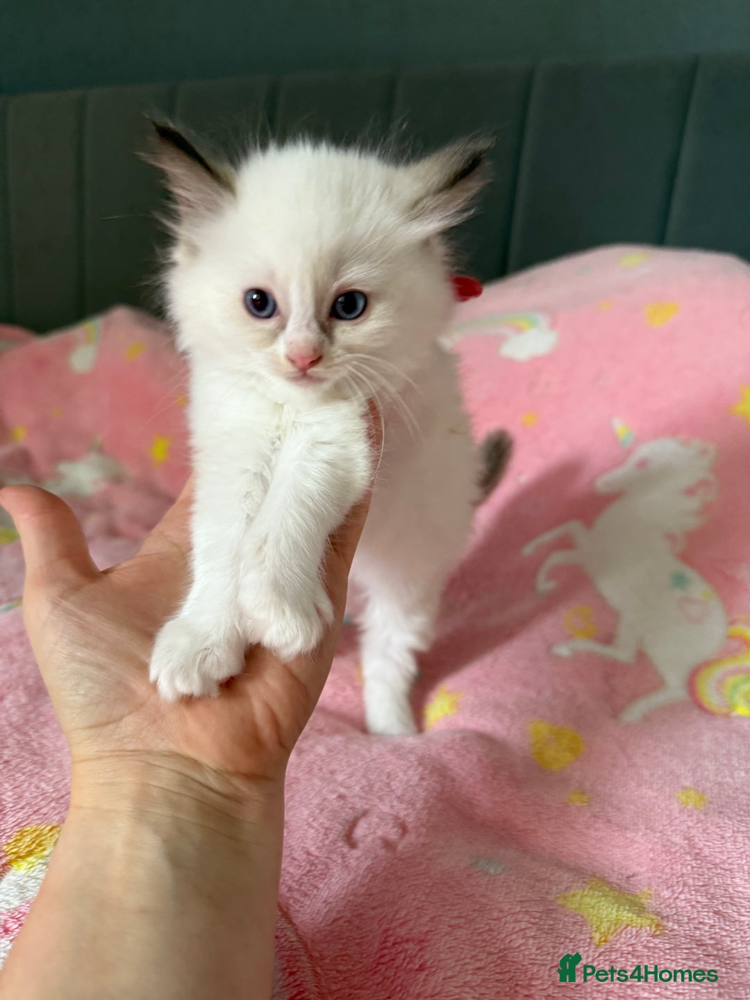 Ragdoll cats for sale: Gorgeous Ragdoll type Kitten - Image 4
