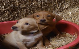 Labrador Retriever dogs for sale: KC Registered Fox Red & Yellow Labradors - Image 13