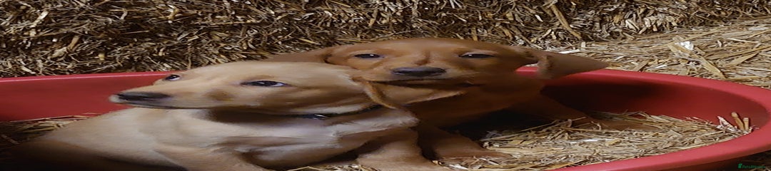 Zorro