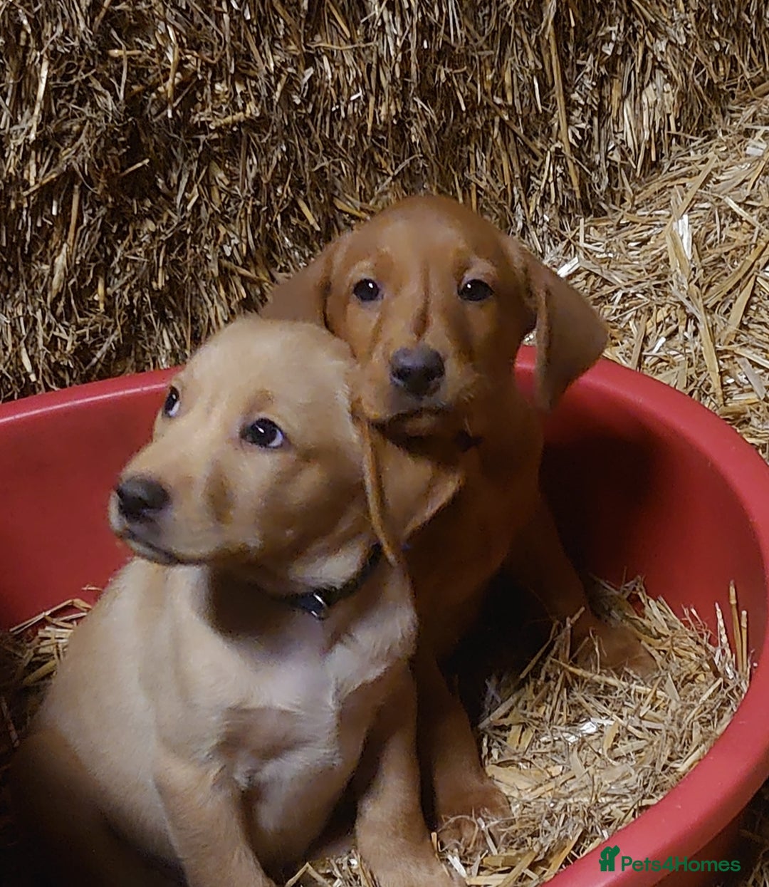 Labrador Retriever dogs for sale: KC Registered Fox Red & Yellow Labradors - Image 13