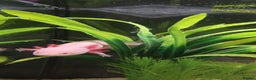Axolotl reptiles for sale: Axolotl - Advert 4