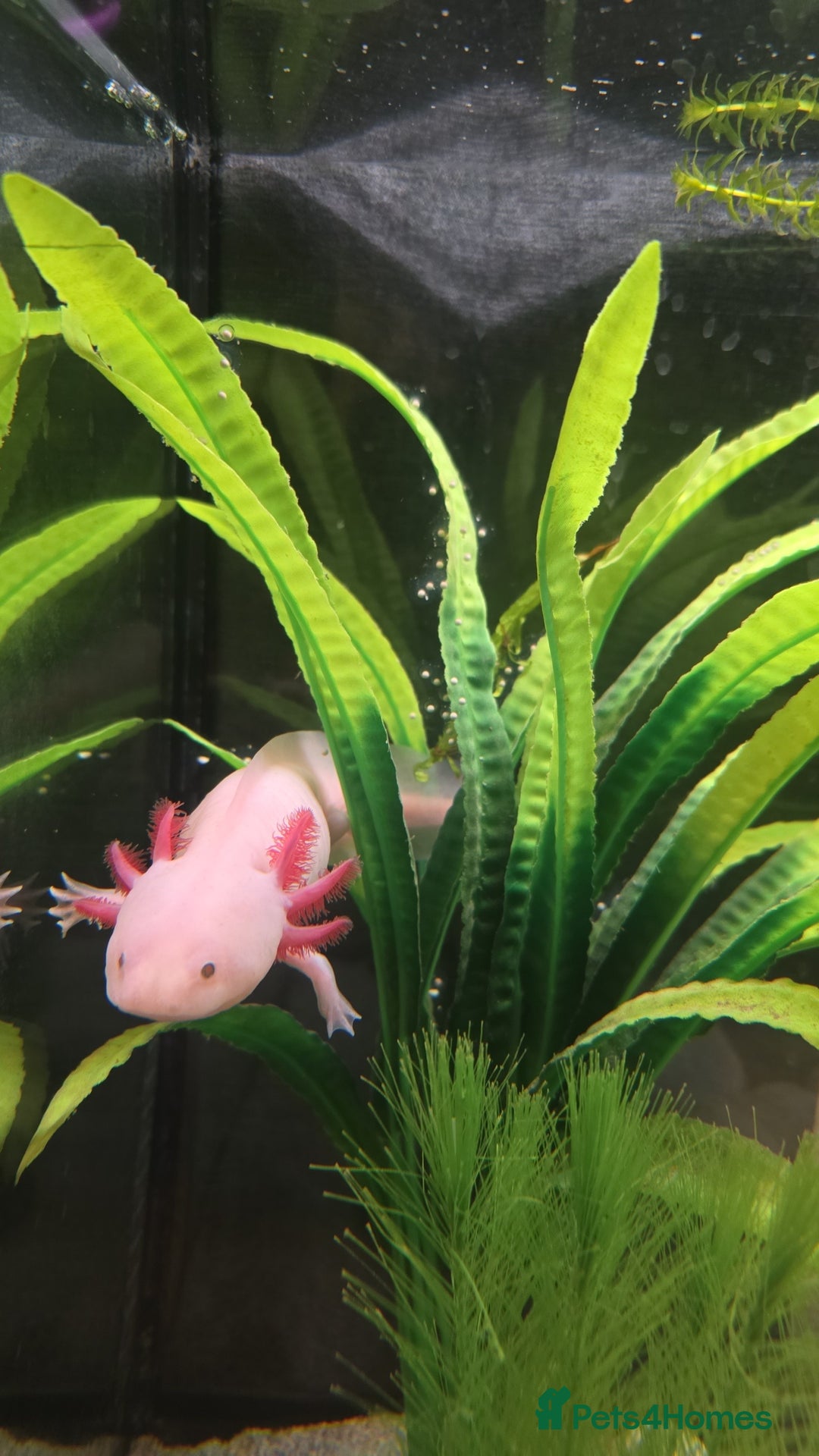 Axolotl reptiles for sale: Axolotl - Advert 4