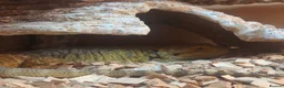 Bearded Dragon reptiles for sale: Female Bearded Dragon  about 4yrs + Setup in York - Advert 1