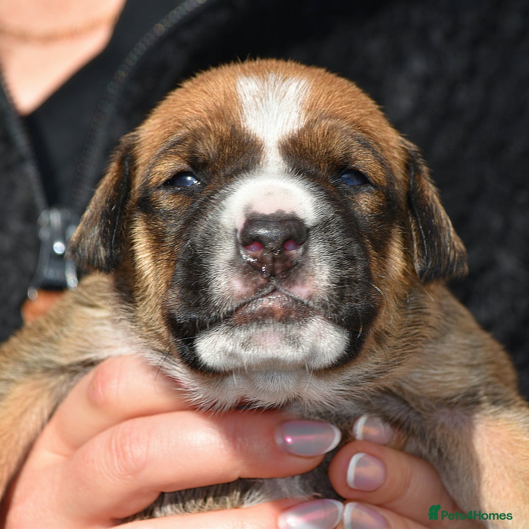 Belgian Shepherd Dog dogs for sale: Bullherders top working lines  - Image 15