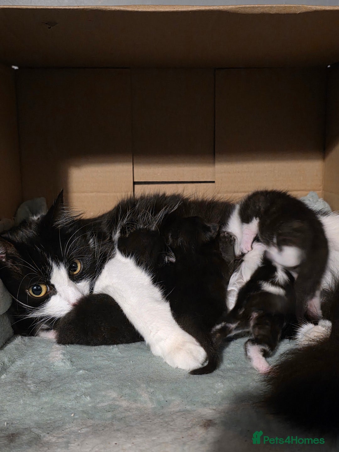 Domestic Shorthair cats for sale: 2 Black and White Males and 1 Black Female - Advert 12