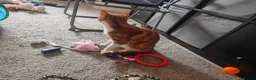 Mixed Breed cats for sale: Tabby kitten with everything you need  in Sheffield - Advert 5