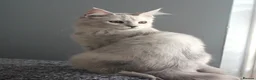 Maine Coon cats for sale: Pedigree Silver Shaded Beauties TICA Registered - Advert 11