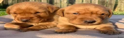 Labrador Retriever dogs for sale: Beautiful KC Labrador puppies - Advert 2