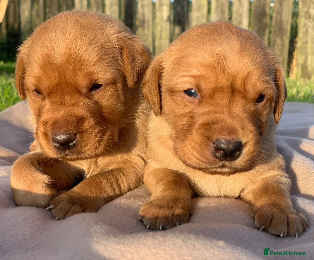 Labrador Retriever dogs for sale: Beautiful KC Labrador puppies - Advert 2
