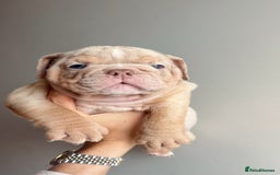 English Bulldog dogs for sale: English Bulldog Puppies  - Image 5