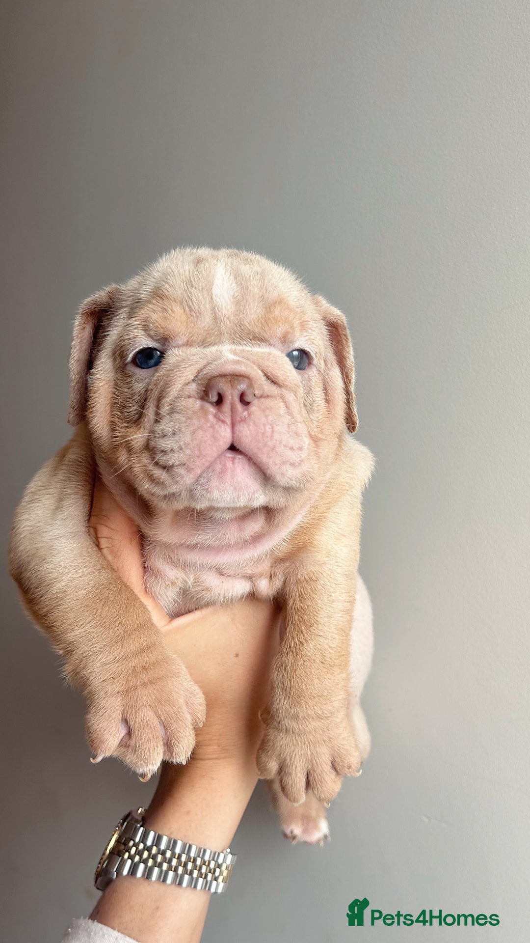 English Bulldog dogs for sale: English Bulldog Puppies  - Image 5