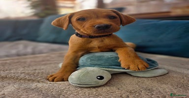 Labrador Retriever dogs - Advert 13