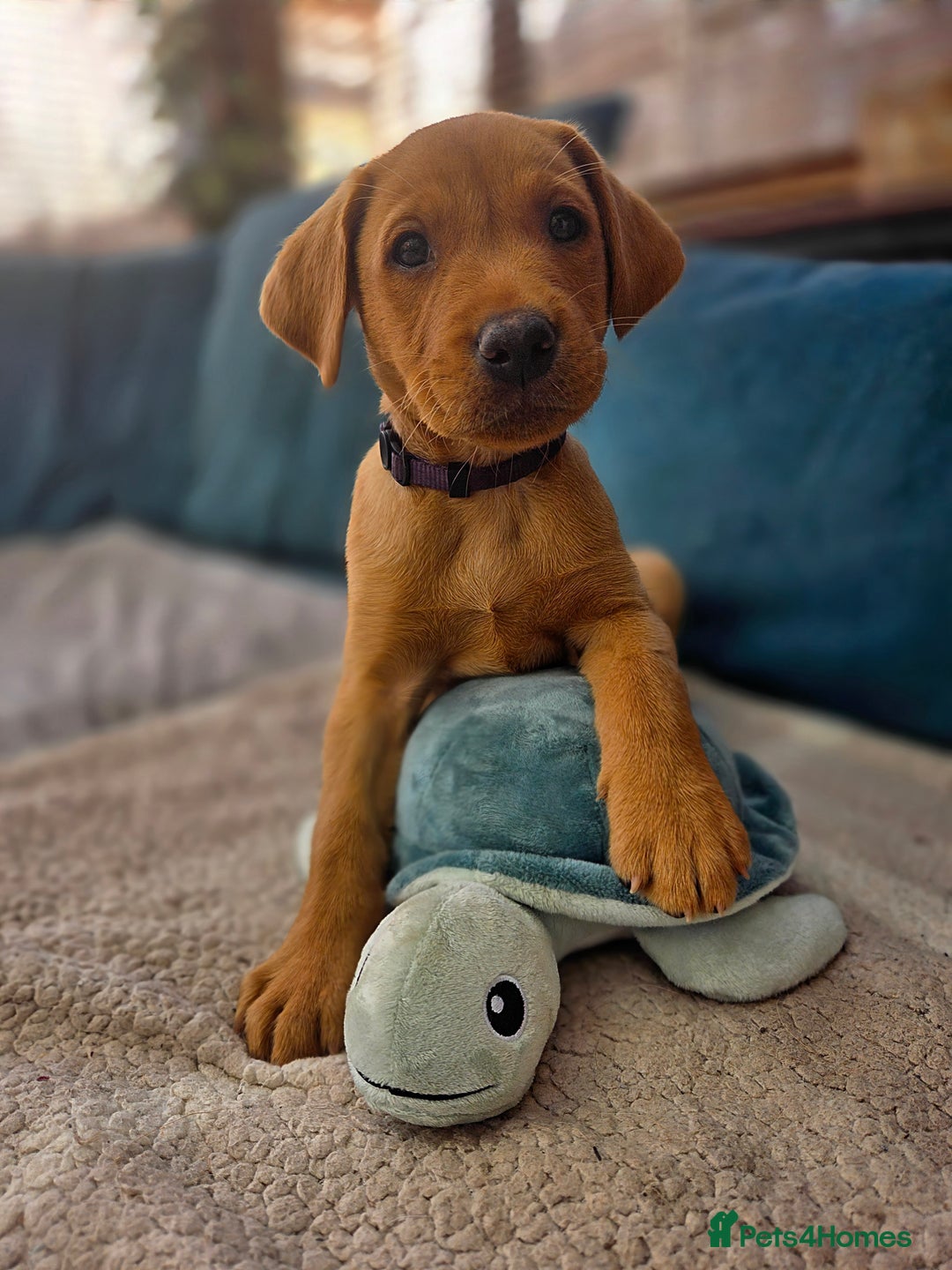 Labrador Retriever dogs for sale: 1 BOY LEFT!! Fox Red Labrador - Working Lines - Image 2