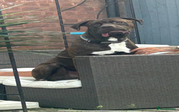Mixed Breed dogs for sale: Sully (1 year old cane corso cross) - Image 2