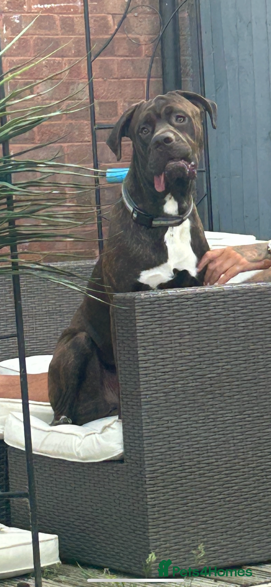 Mixed Breed dogs for sale: Sully (1 year old cane corso cross) - Image 2