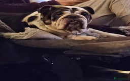 English Bulldog dogs for sale: English bulldog  - Image 6
