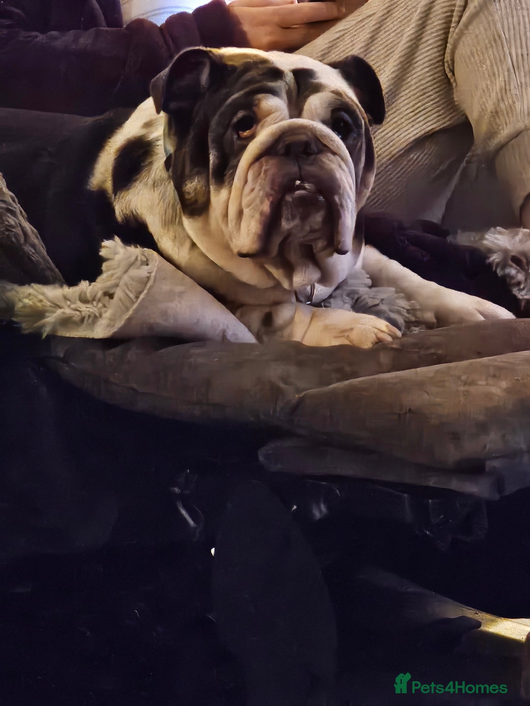 English Bulldog dogs for sale: English bulldog  - Image 6