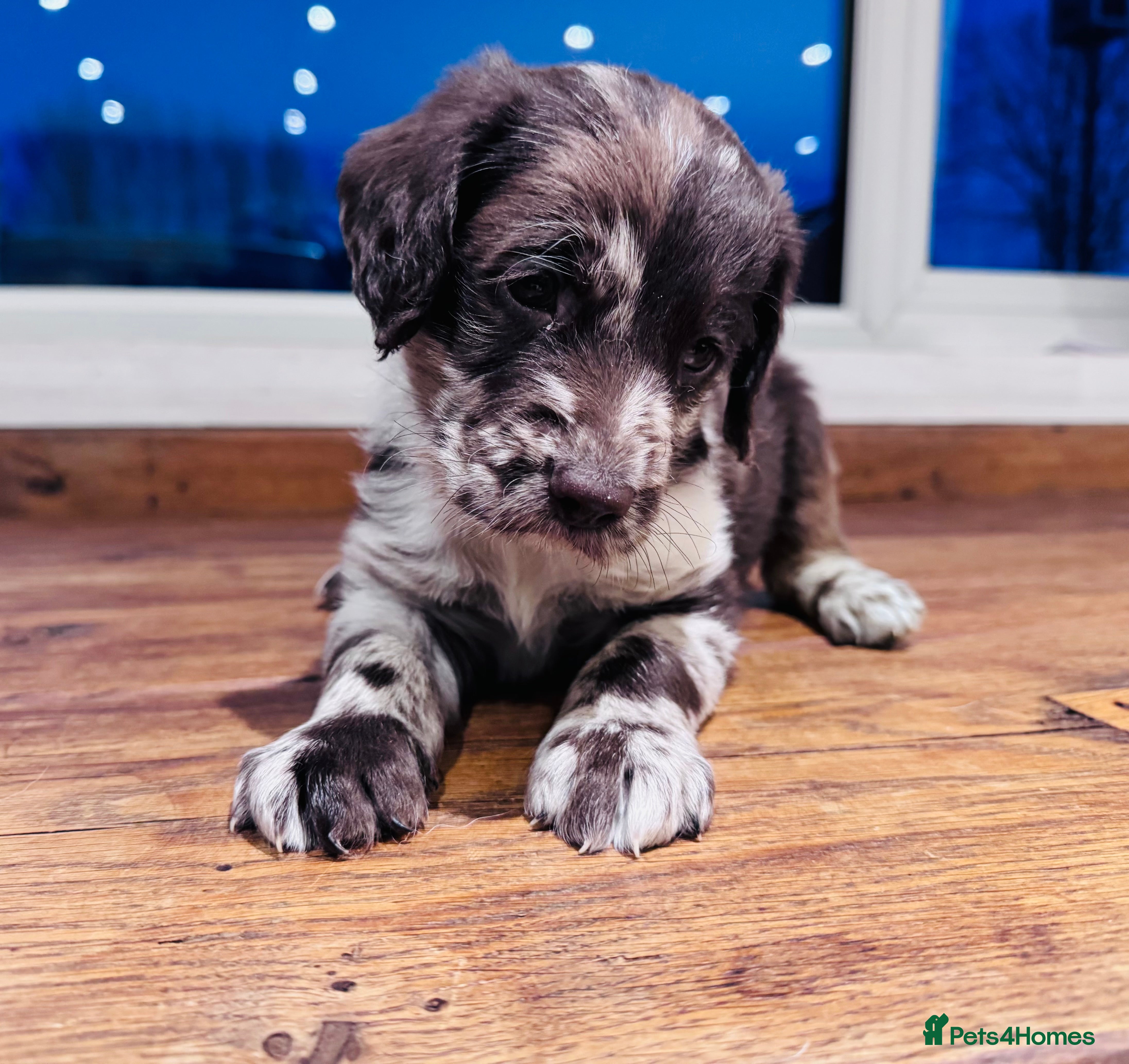 Labradoodle dogs Chocolate & chocolate Merle Miniature Labradoodles - Advert 12