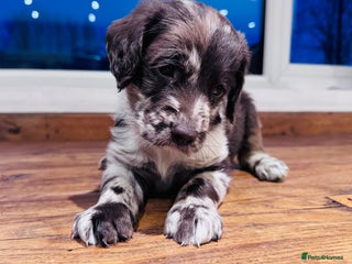 Labradoodle dogs Chocolate & chocolate Merle Miniature Labradoodles - Advert 12