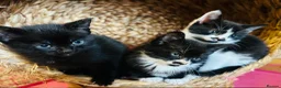 Mixed Breed cats for sale: Kittens  - Advert 9