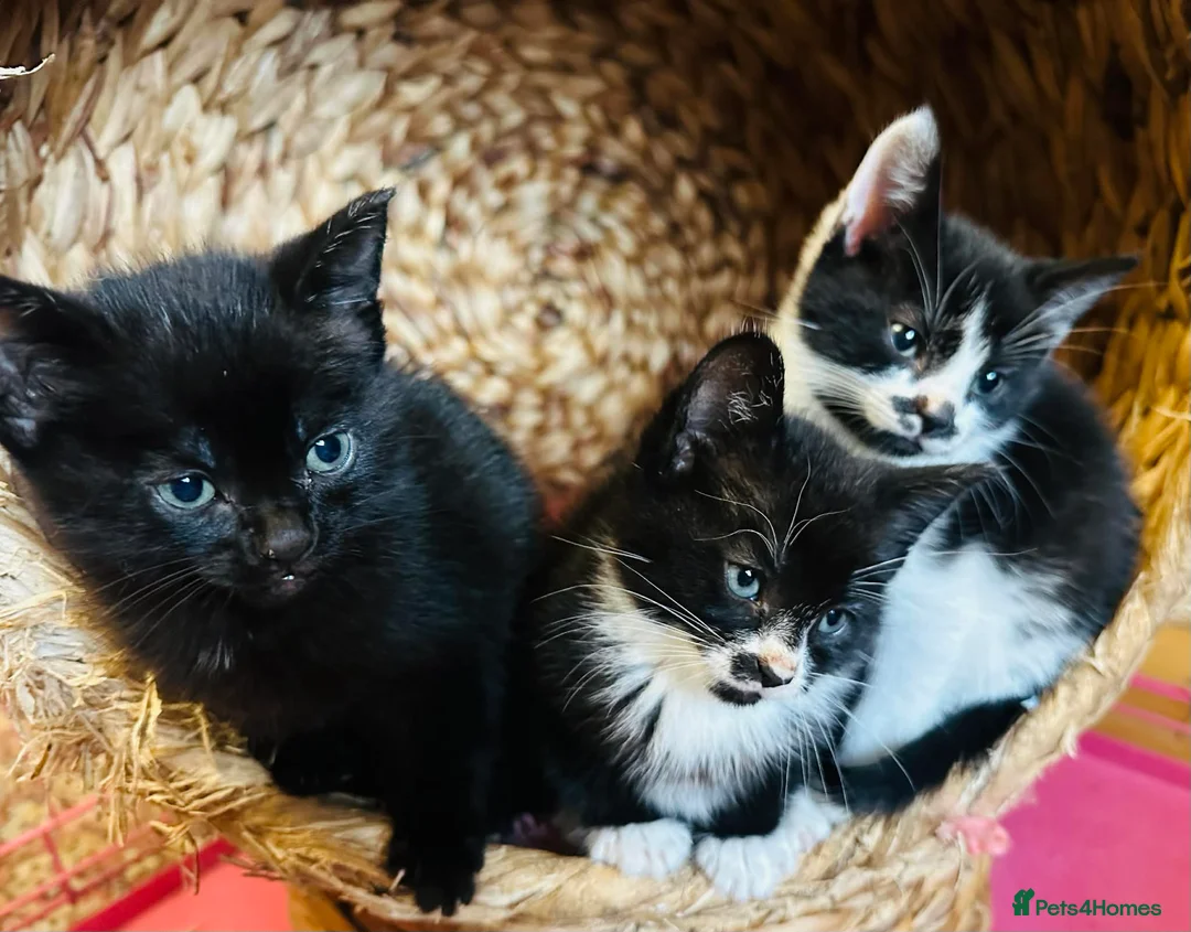 Mixed Breed cats for sale: Kittens  - Advert 9