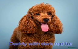 Toy Poodle dogs for sale: Adorable Deep Red Toy Poodle Puppies Available! 🐾 - Image 32