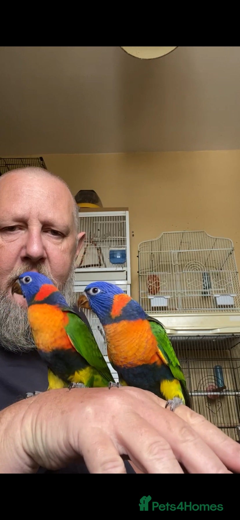 Lories birds Red collared lorikeet Baby’s Hand Raised Hand Tame - Advert 2