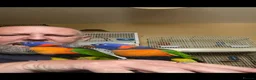 Lories birds for sale: Red collared lorikeet Baby’s Hand Raised Hand Tame - Advert 3