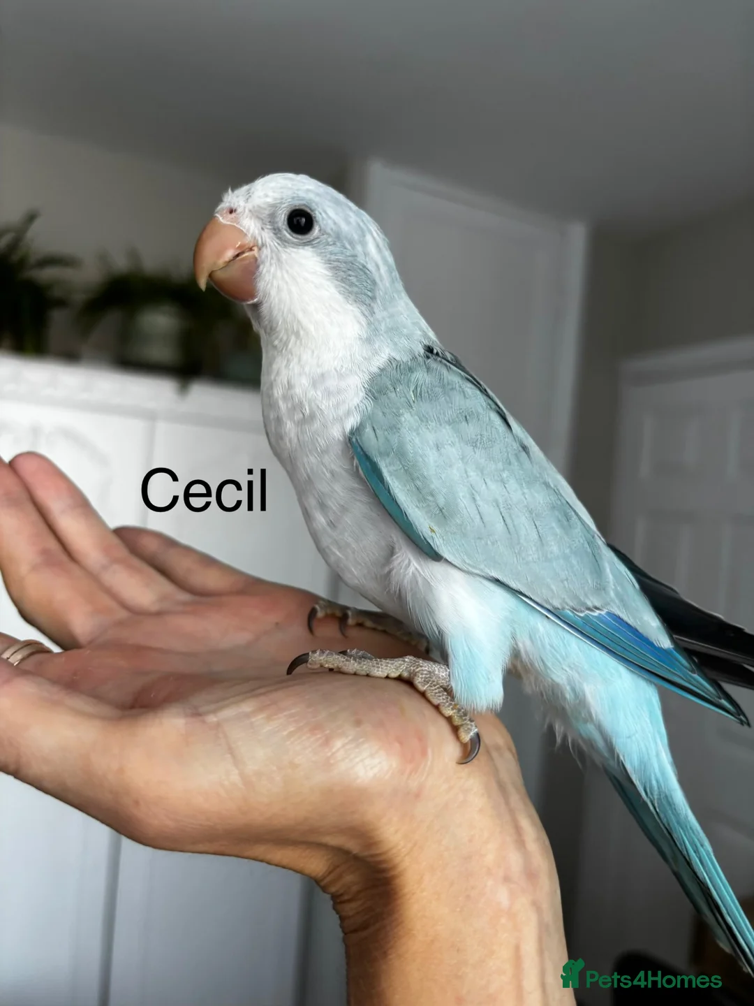 Parrots birds for sale: Silly tame Quaker babies - Advert 2