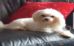 Morkie dogs for sale: +44 7794 219509 Mini morkie for sale  - Image 11