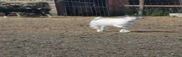 Goats livestock for sale: Very friendly pigme goat - Advert 4