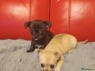 Mixed Breed dogs Cute Chihuahua Cross Jack Russel Pups. - Advert 8