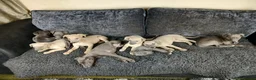 Whippet dogs for sale: Whippet Pups High Quality Crufts Winning Bloodline - Advert 15