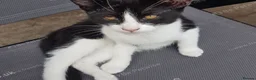 Mixed Breed cats for sale: Sweet male kitten looking for a loving home. - Advert 15