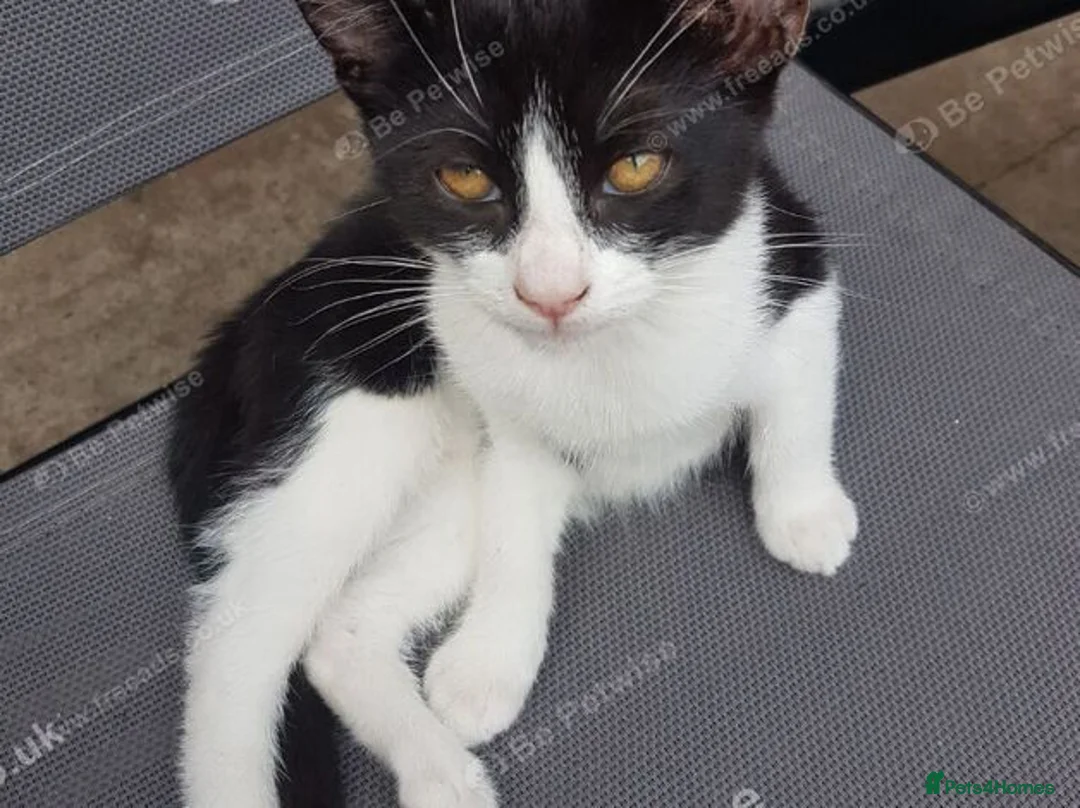 Mixed Breed cats for sale: Sweet male kitten looking for a loving home. - Advert 15