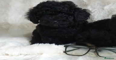 Toy Poodle dogs - Advert 10