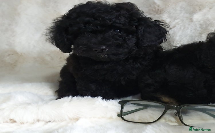 Toy Poodle dogs - Advert 5