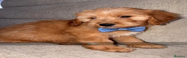 Toy Poodle 2