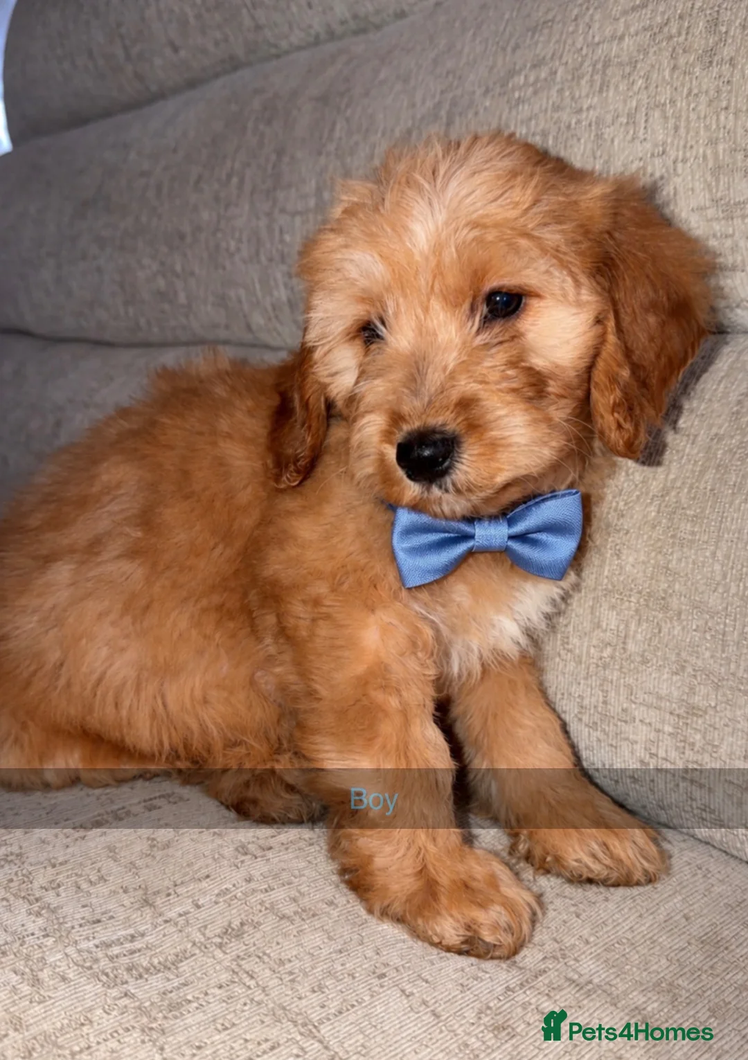 Toy Poodle dogs for sale: Toy poodle pups  - Advert 8
