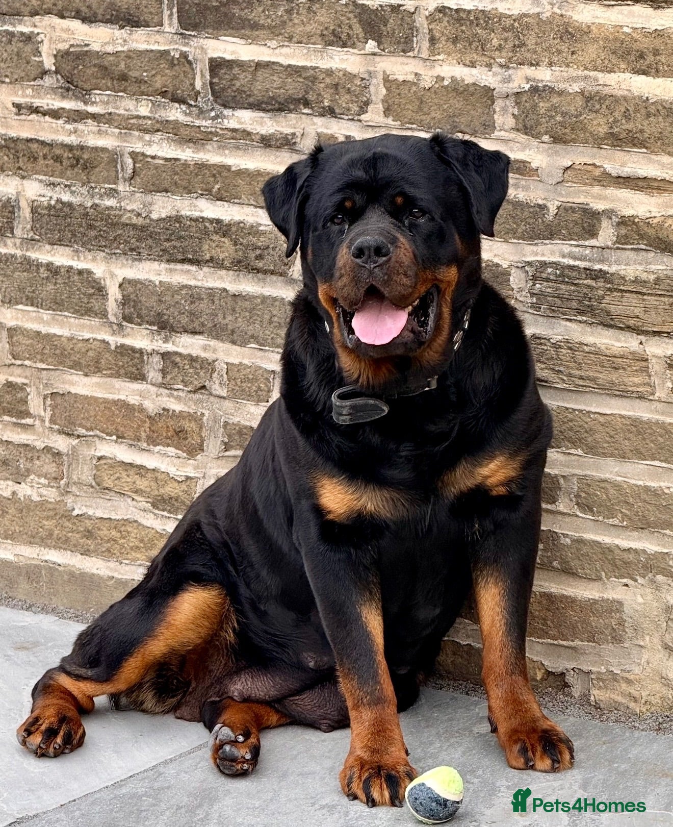 Rottweiler dogs Rottweiler Female Puppy Ready To Leave  - Advert 2
