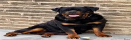 Rottweiler dogs for sale: Rottweiler Female Puppy Ready To Leave  - Advert 1