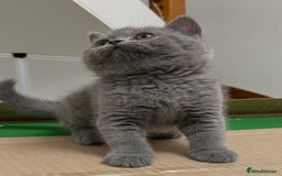 British Shorthair cats for sale: Six blue British shorthair kittens for sale  - Image 15
