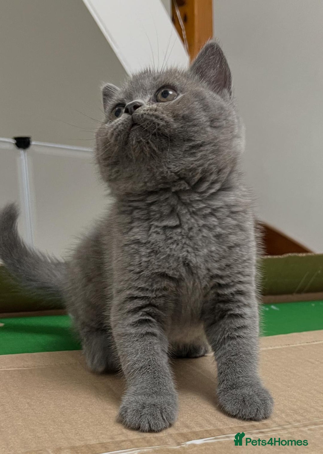 British Shorthair cats for sale: Six blue British shorthair kittens for sale  - Image 15