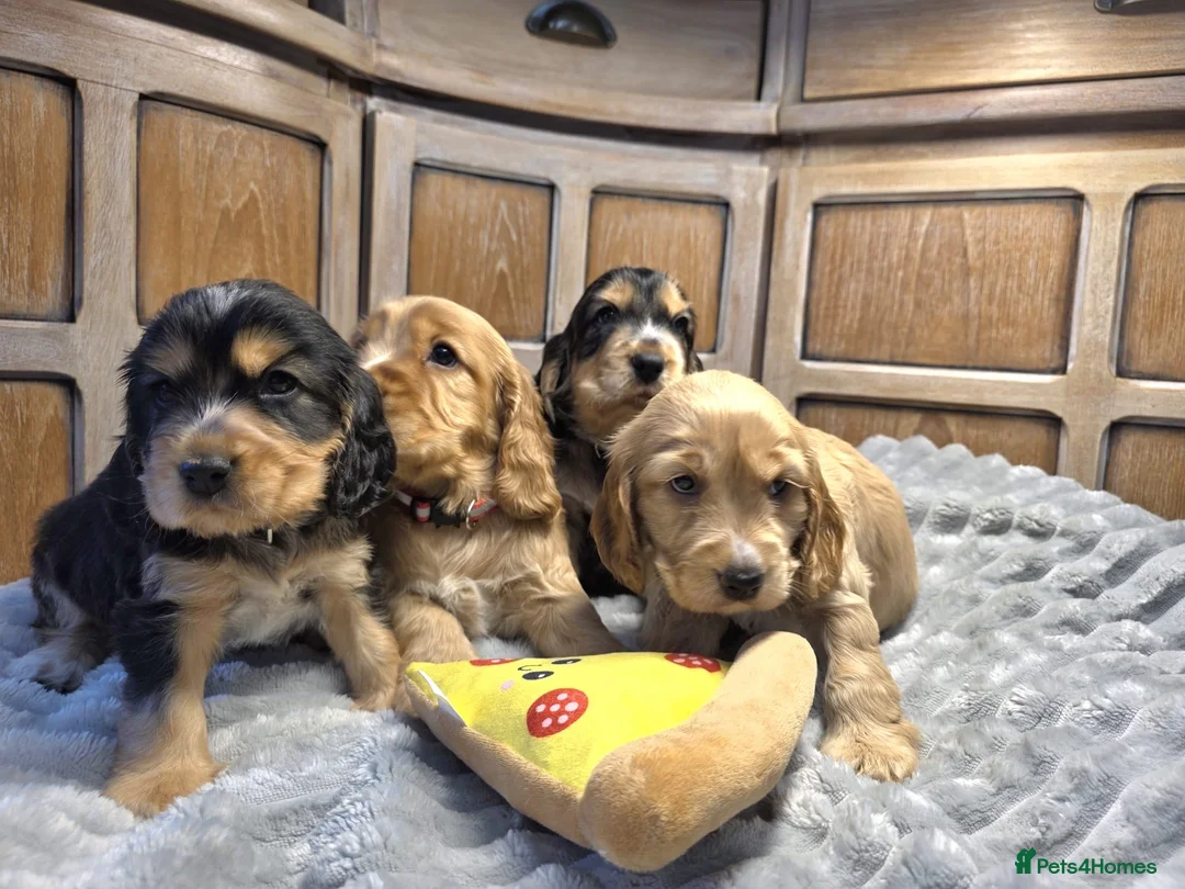 Cocker Spaniel dogs for sale: Show Cocker Spaniels - Advert 15