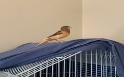 Canaries birds for sale: Harlequin canary  - Image 3