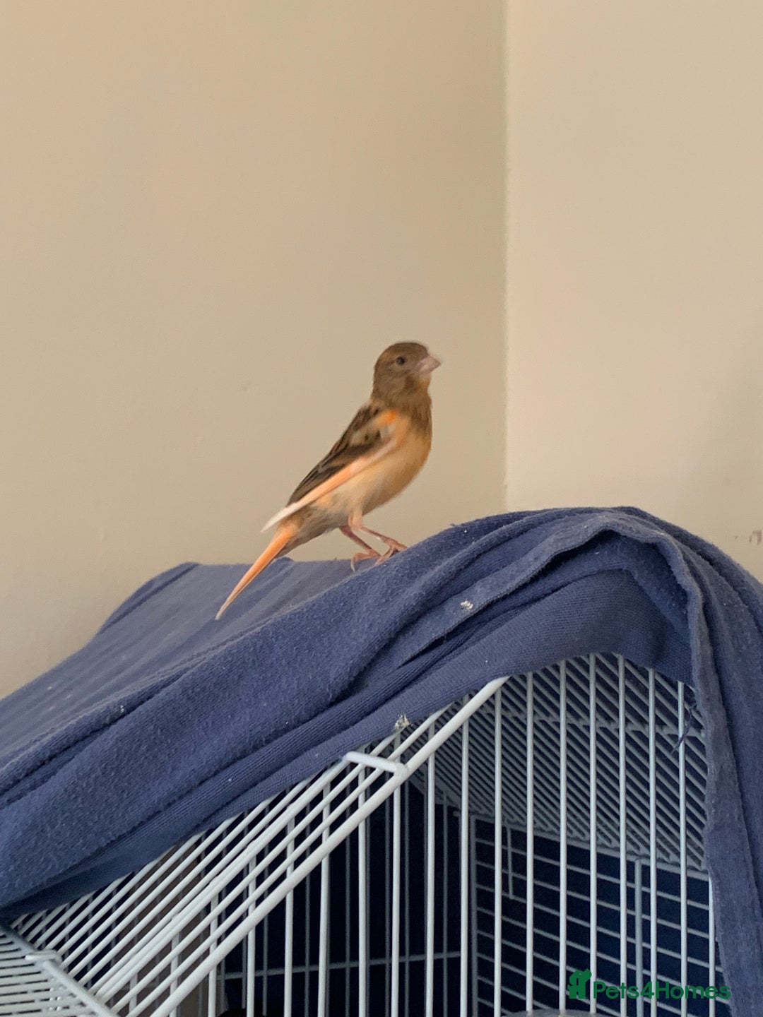 Canaries birds for sale: Harlequin canary  - Image 3